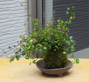 ワイアープランツの苔玉