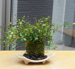 ワイアープランツの苔玉