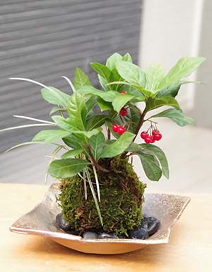 ヤブコウジの苔玉