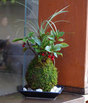 ヤブコウジの苔玉