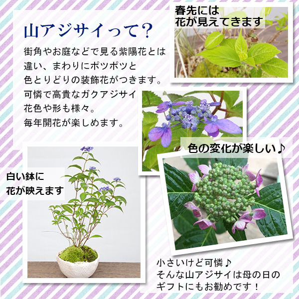 送料無料 季節の移ろいを感じませんか 山紫陽花 やまあじさい の盆栽 白陶器鉢