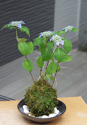 山アジサイの苔玉