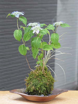 山アジサイの苔玉