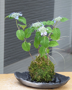 山アジサイの苔玉