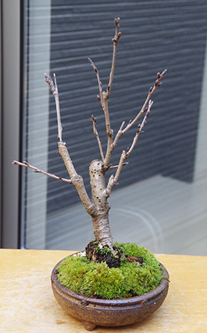 桜(湖上の舞）の盆栽