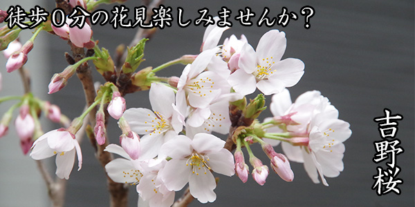 桜の苔玉