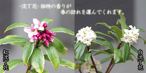 沈丁花の苔玉