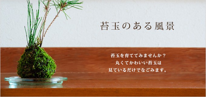 苔玉 盆栽のみどり屋 和草