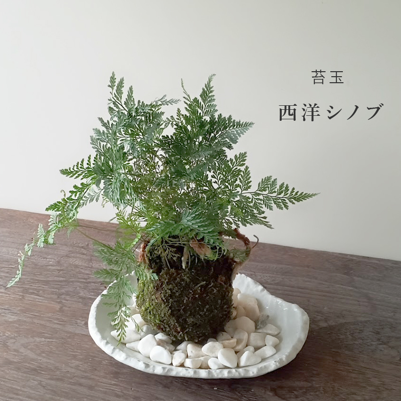 太い根茎、涼しげな葉が魅力のシダ植物【しのぶ（シノブ）の苔玉・楕円