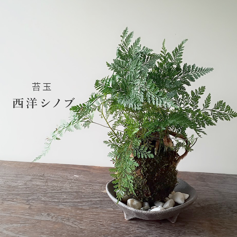 シノブ シダ植物 苔観葉植物 吊り下げ可能＊① 観葉植物