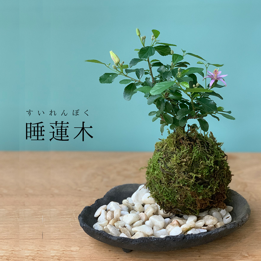 睡蓮木（スイレンボク）の苔玉