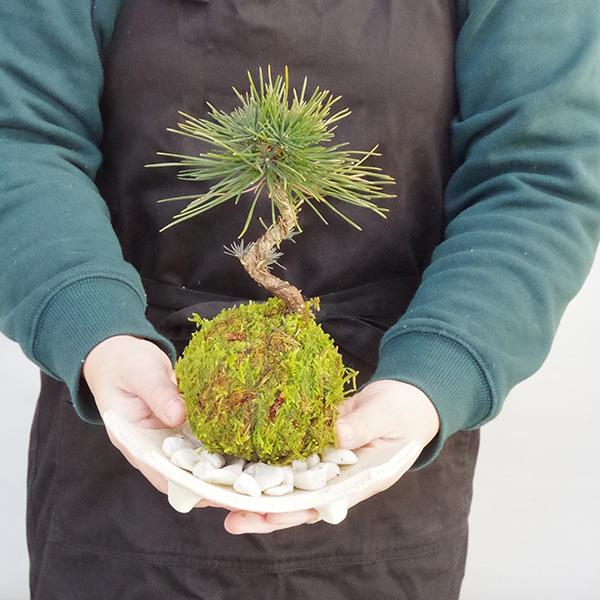 黒松苔玉