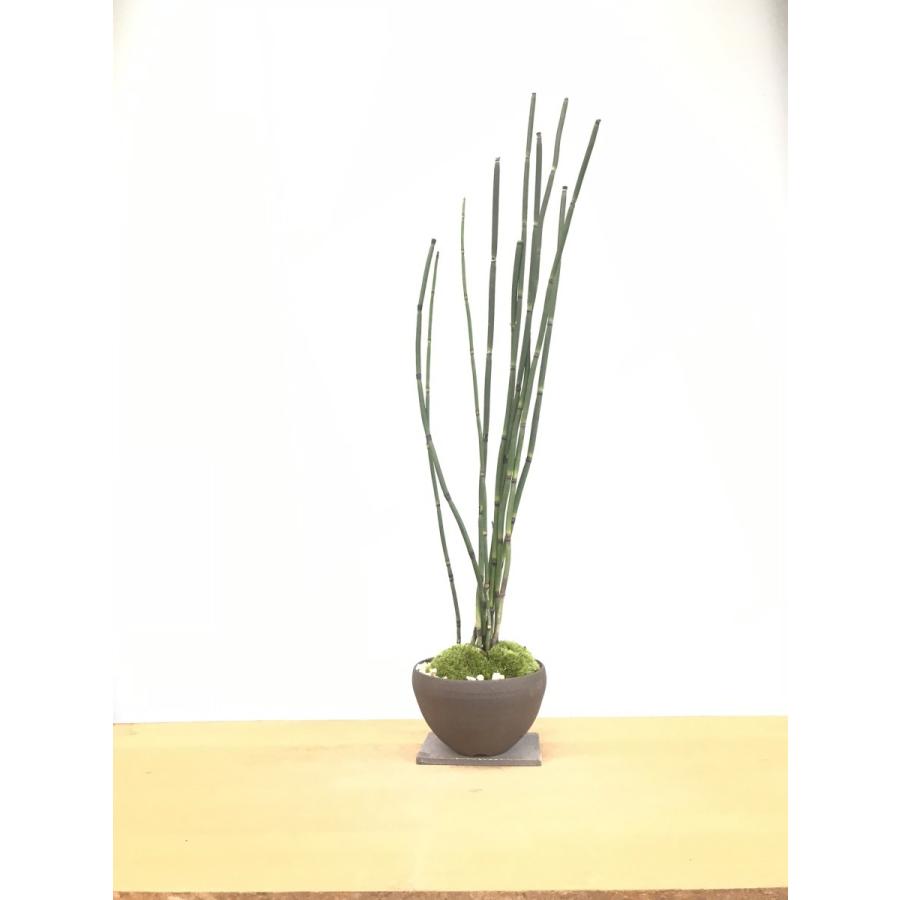 ヤマモミジの苔玉