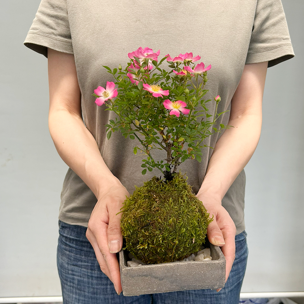 ノイバラの苔玉