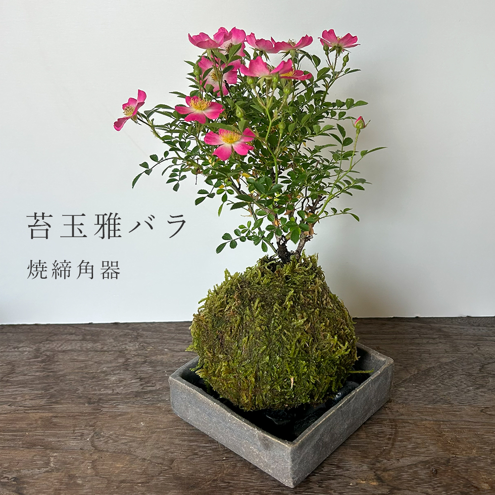 みやびばら