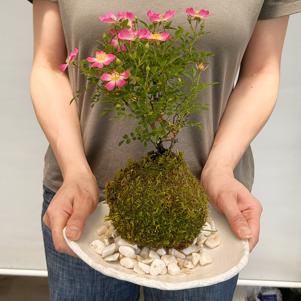 ノイバラの苔玉