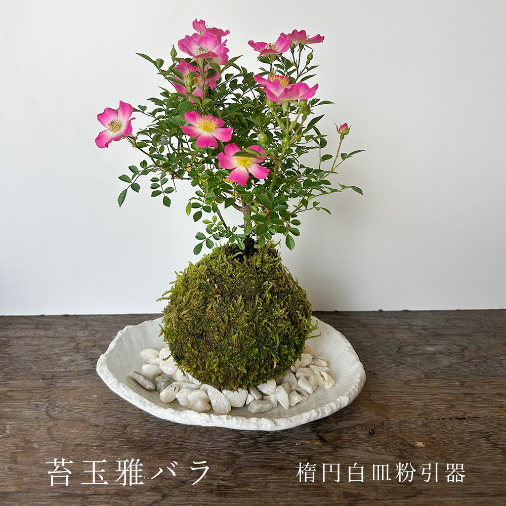 みやびばら