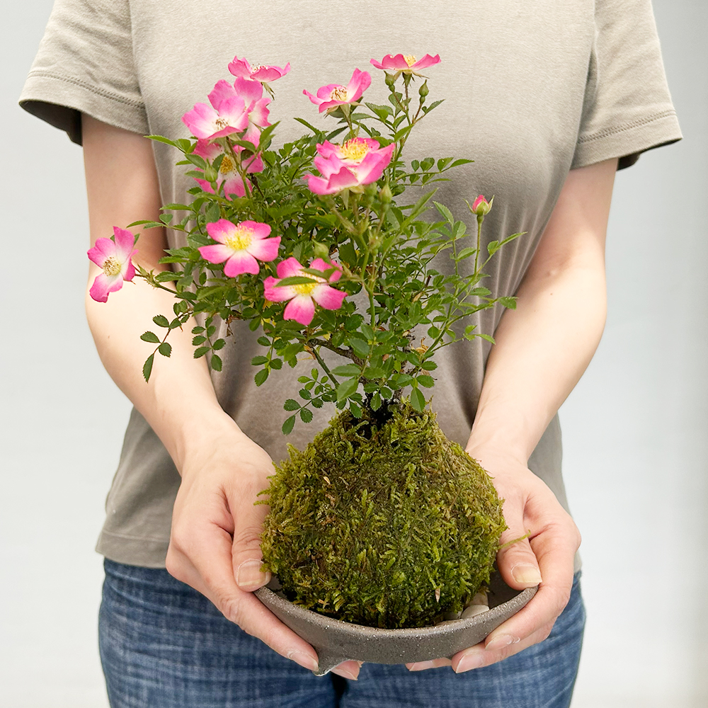 ノイバラの苔玉
