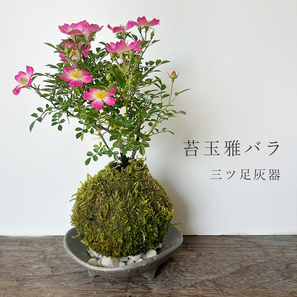 みやびばら