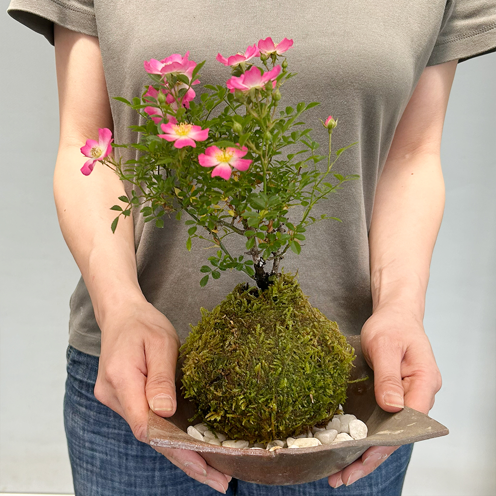 ノイバラの苔玉
