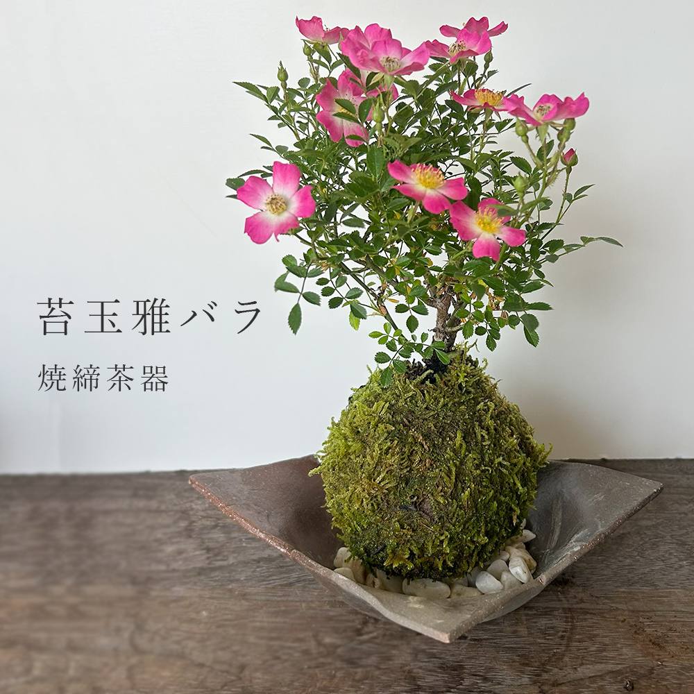 みやびばら