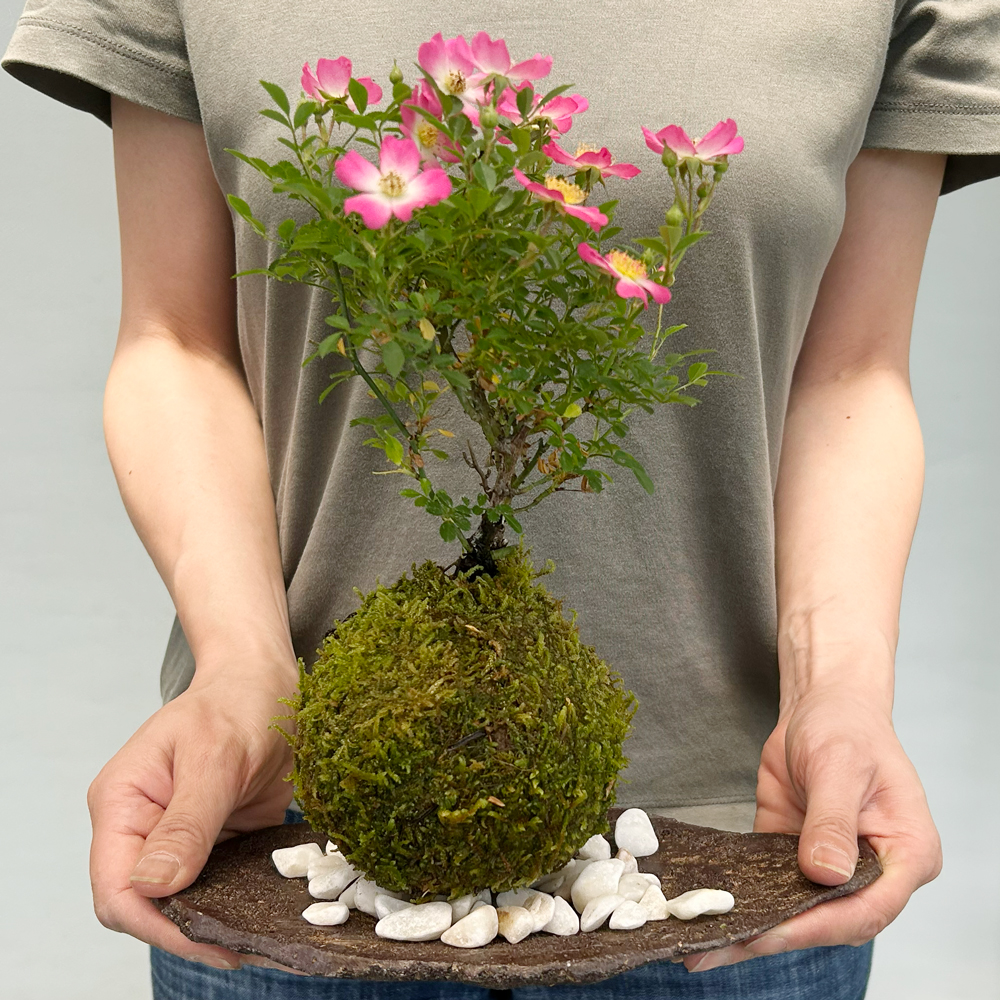 ノイバラの苔玉