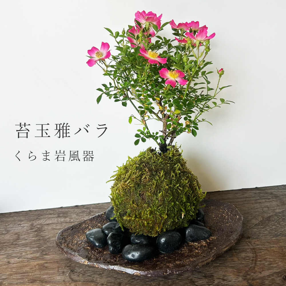 みやびばら