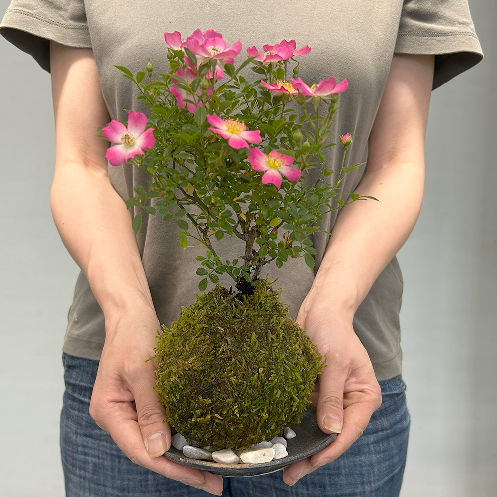 ノイバラの苔玉