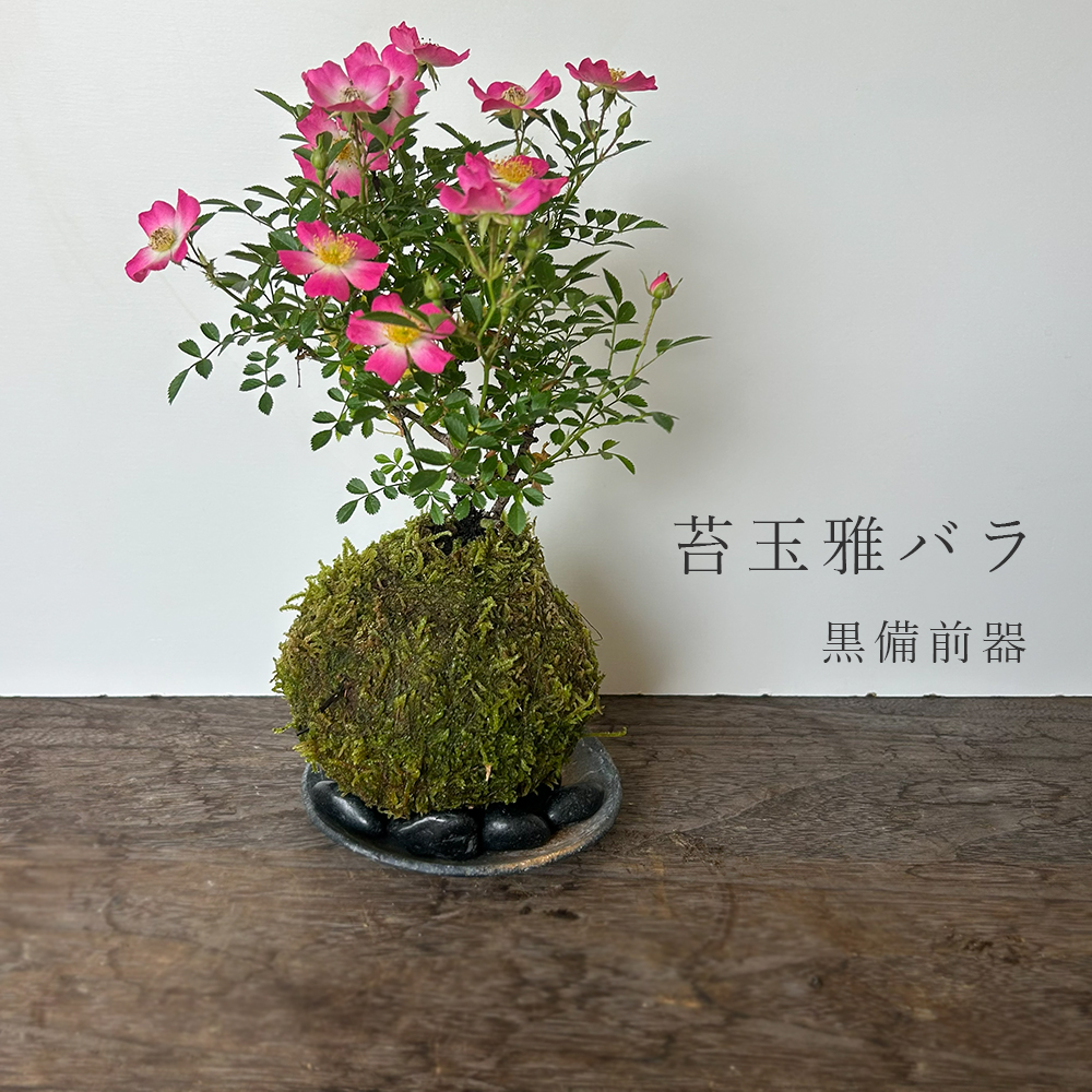 みやびばら