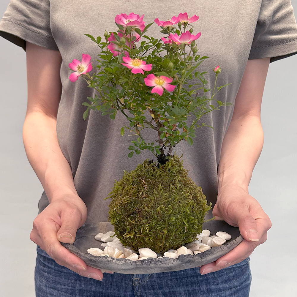 ノイバラの苔玉