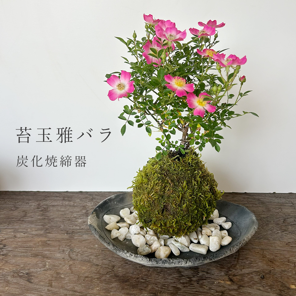 みやびばら