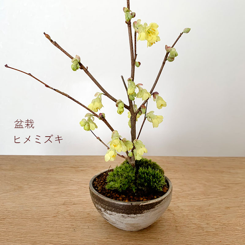盆栽 ヒメミズキ 刷毛目丸鉢盆栽 姫ミズキ 姫水木 黄色い花 日向水木 ヒュウガミズキ 盆栽 ヒメミズキ 刷毛目丸鉢盆栽 姫ミズキ 姫水木 黄色い花 日向水木 ヒュウガミズキ