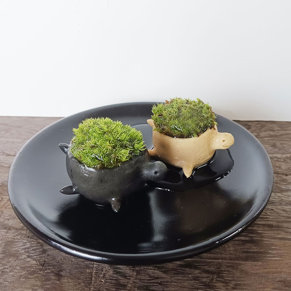 コケテラリウム モスモス