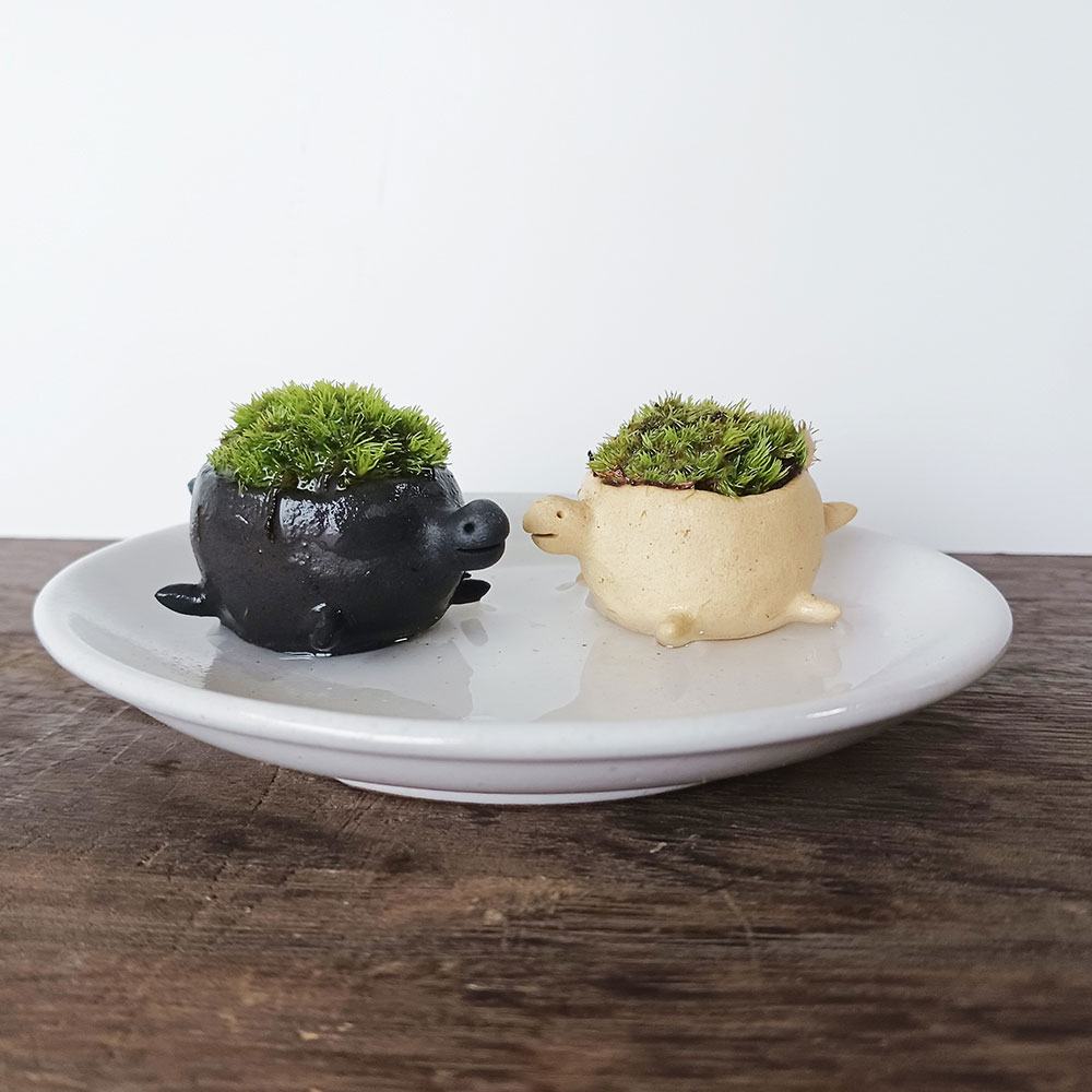 コケテラリウム モスモス