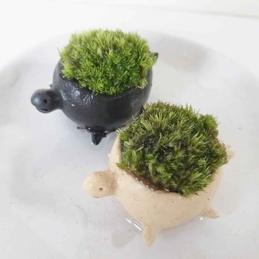 コケテラリウム モスモス