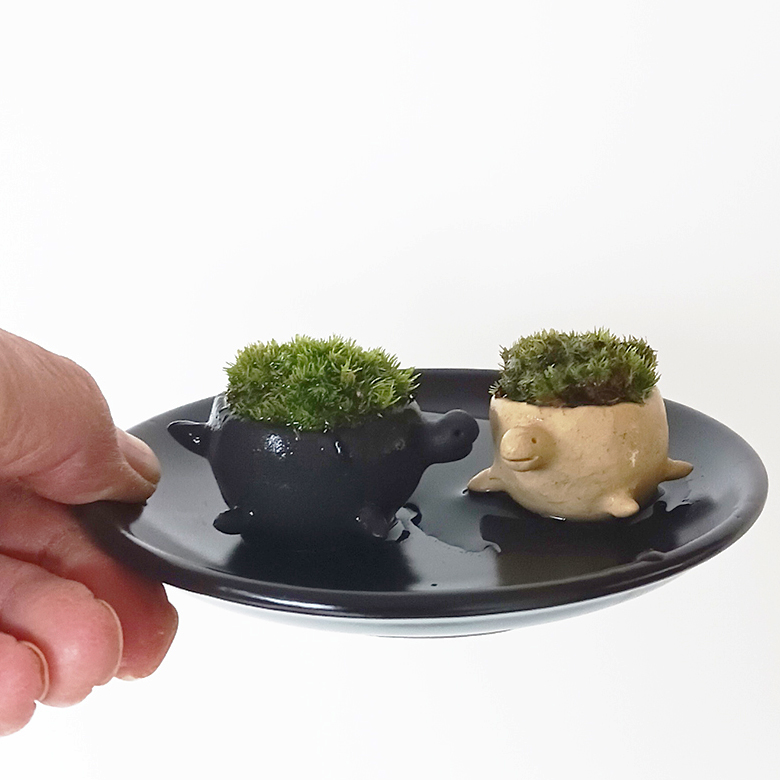 コケテラリウム モスモス