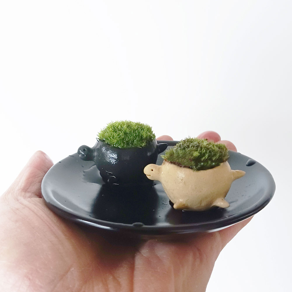 コケテラリウム モスモス