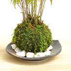 モミジの苔玉
