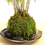モミジの苔玉