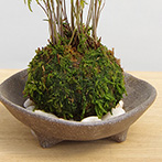 モミジの苔玉