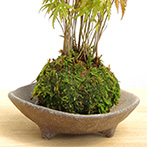 モミジの苔玉