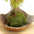 モミジの苔玉