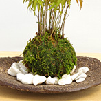 モミジの苔玉