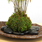 モミジの苔玉
