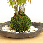 モミジの苔玉