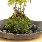 モミジの苔玉