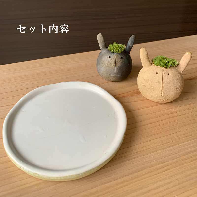 コケテラリウム モスモス