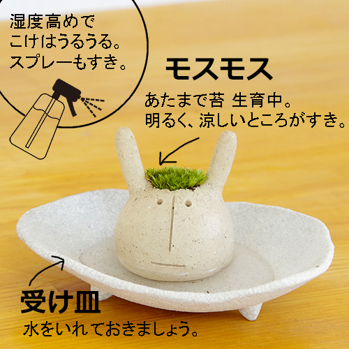 モスコウサギ 真山茜