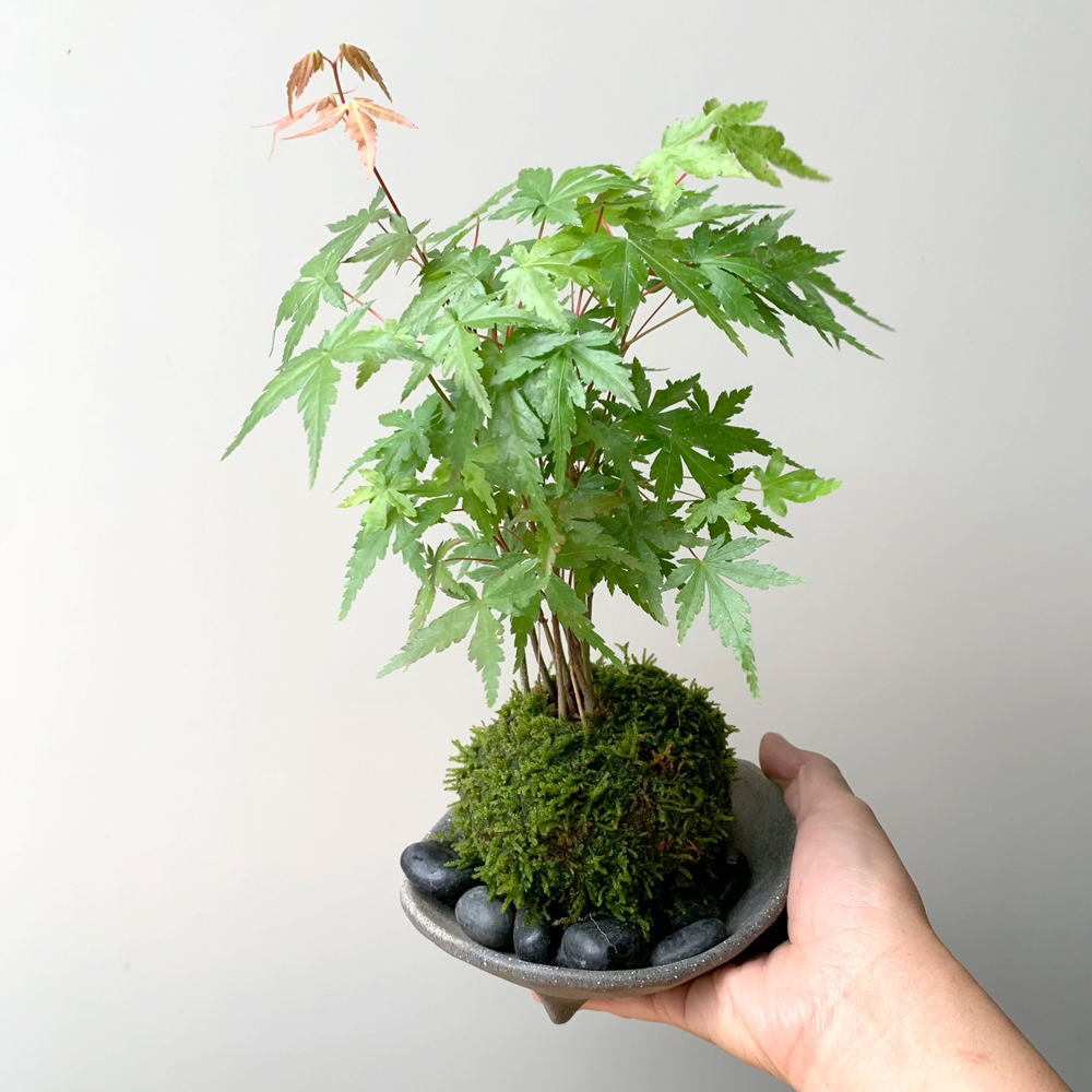 現在落葉中】春に新芽・秋に紅葉が楽しめる【山紅葉（ヤマモミジ）の苔