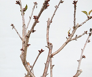 南殿桜の盆栽